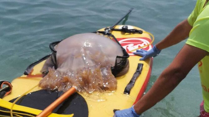 Una medusa de grandes dimensiones encontrada en la playa del Faro de Mijas.