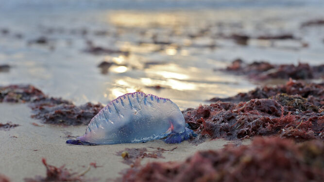 Una medusa varada en la playa.