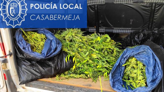 Marihuana incautada por la Policía Local en Casabermeja