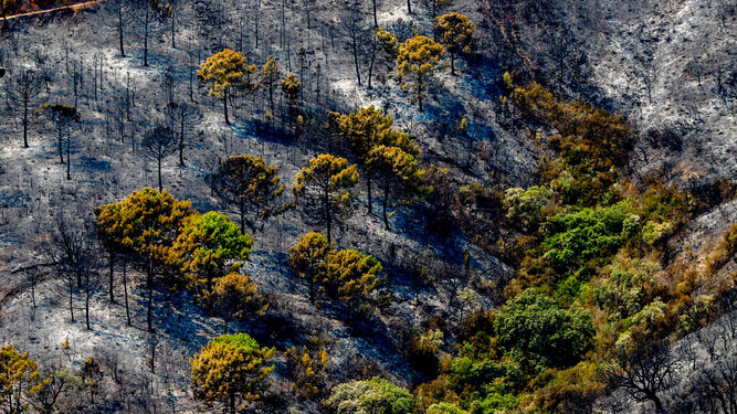 Paraje calcinado por el fuego en Sierra Bermeja.