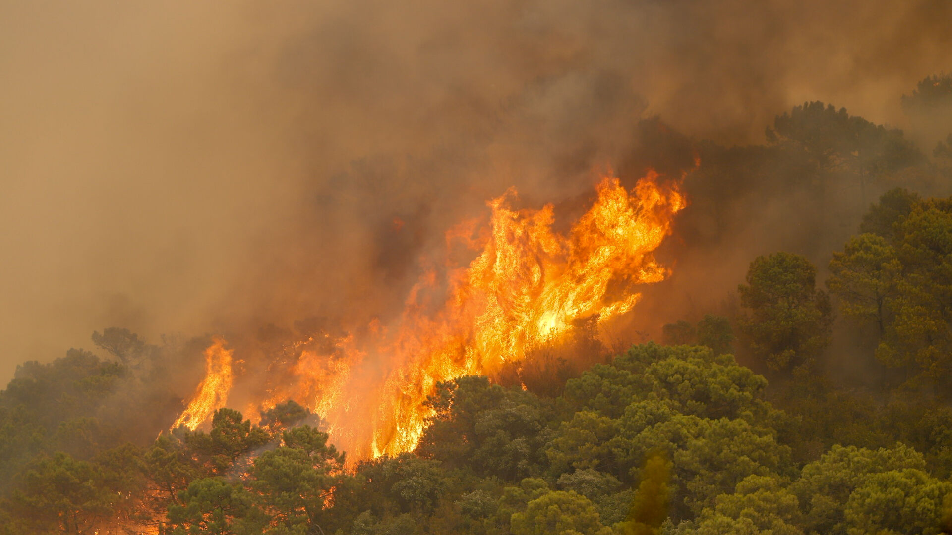 Las fotos del incendio forestal que afecta a Jubrique, Genalguacil y Estepona