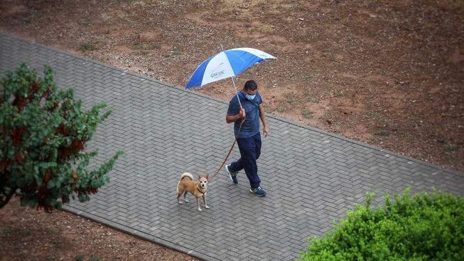 Un hombre pasea bajo el paraguas por Málaga unto a su mascota