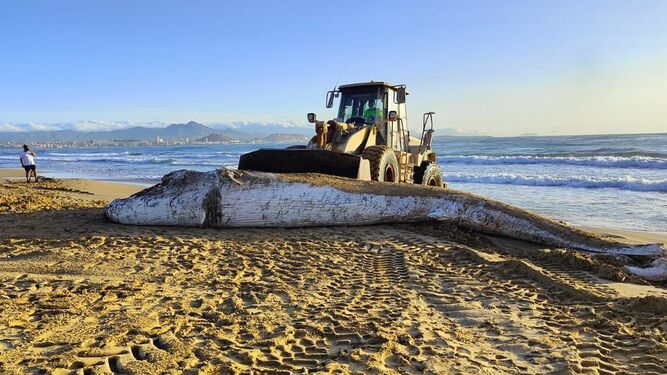 Recuperan el cadáver de una ballena rorcual de 14 metros en Alicante