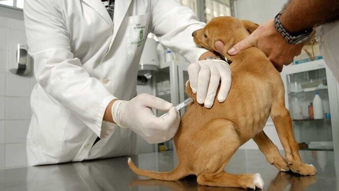 Los veterinarios piden que se vacunen a las mascotas contra la rabia para garantizar la seguridad colectiva
