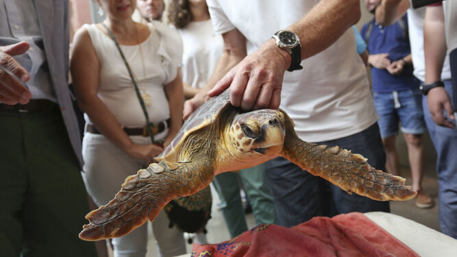 Una tortuga recuperaa por el Aula del Mar