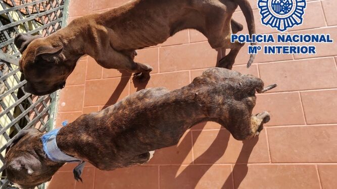 Detenido en Vélez por tener a sus perros desnutridos y rodeados de heces en una azotea