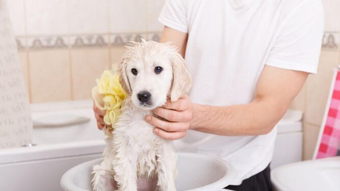 Cómo evitar el mal olor de tu perro