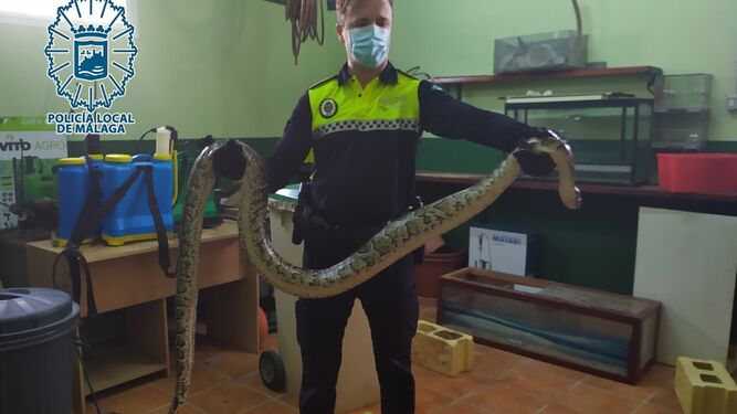 El policía local junto a la serpiente pitón capturada