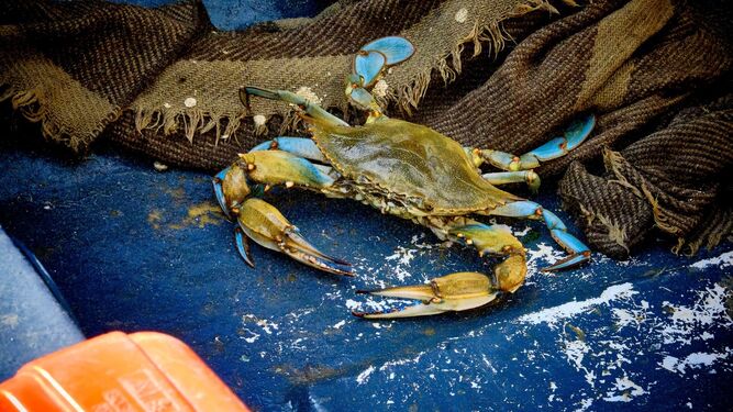 El cangrejo azul capturado por unos pescadores en San Fernando mostrando toda su voracidad.