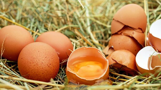 Huevos recién puestos por gallinas