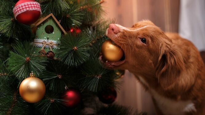 Cómo evitar que tu perro se coma el árbol de navidad