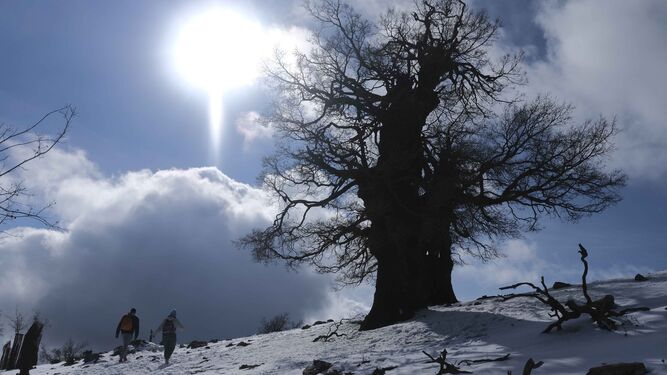 El blanco viste el Parque Nacional de la Sierra de las Nieves, este pasado enero.
