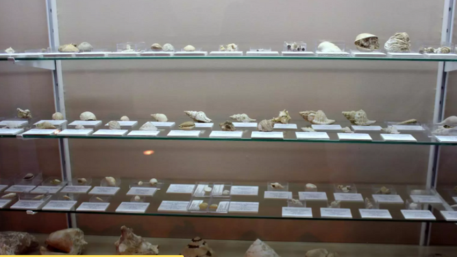 El Museo Paleontológico municipal