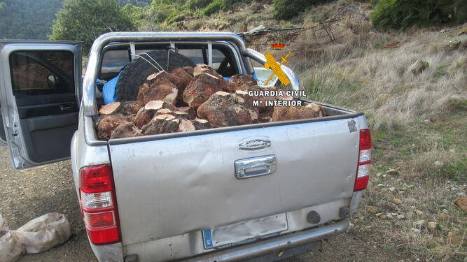 La Guardia Civil interviene 48 cepas de brezo cortadas ilegalmente en Sierra de las Nieves