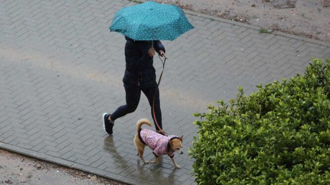 Una persona pasea a su perro este lunes en Málaga.