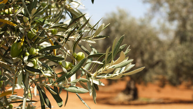 Un olivar plantado en la provincia de Sevilla.