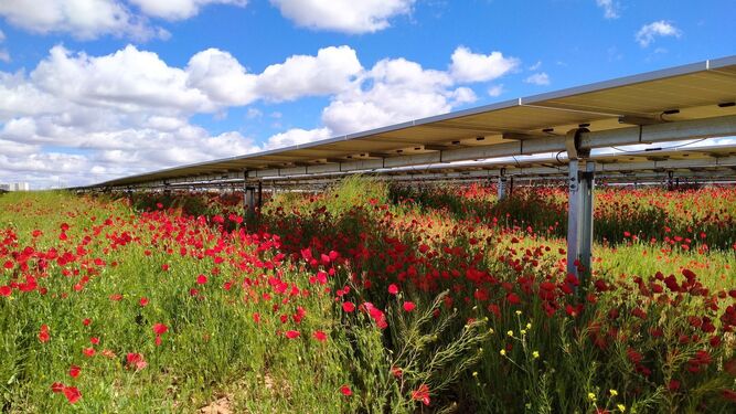 Planta fotovoltaica de Iberdrola en Portugal.