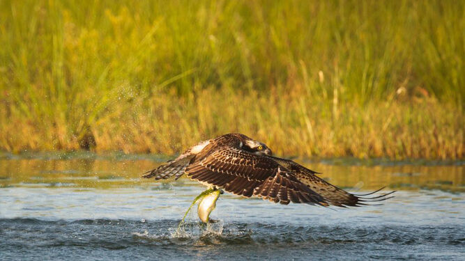 Águila pescadora en el delta del río Vélez