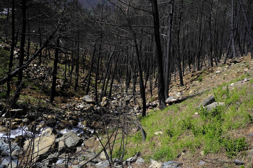 As&iacute; se recupera Sierra Bermeja tras el incendio (fotos)