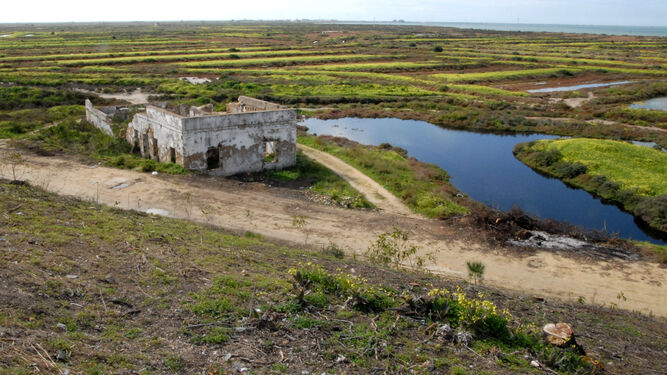 Vista del Parque Natural de la Bahía de Cádiz desde Caño Herrera.