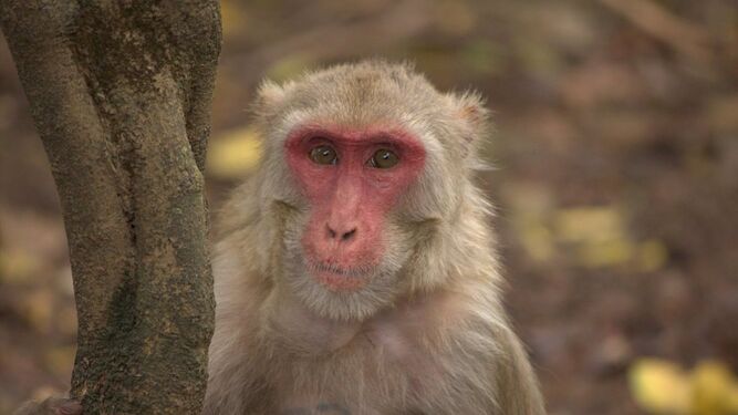 Mono macaco rhesus hembra
