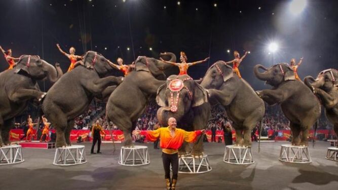 Los circos con animales salvajes ya no reciben subvenciones en España