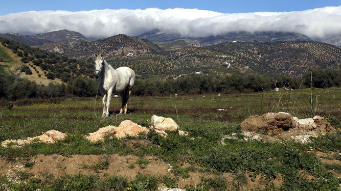 Un caballo en el entorno de Alfarnate, en la provincia de Málaga.