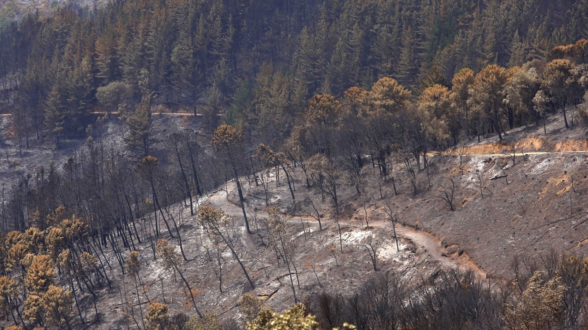 El incendio de Sierra Bermeja una semana despu&eacute;s, en fotos