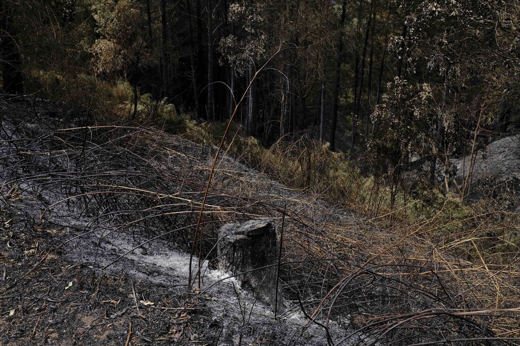 El incendio de Sierra Bermeja una semana despu&eacute;s, en fotos