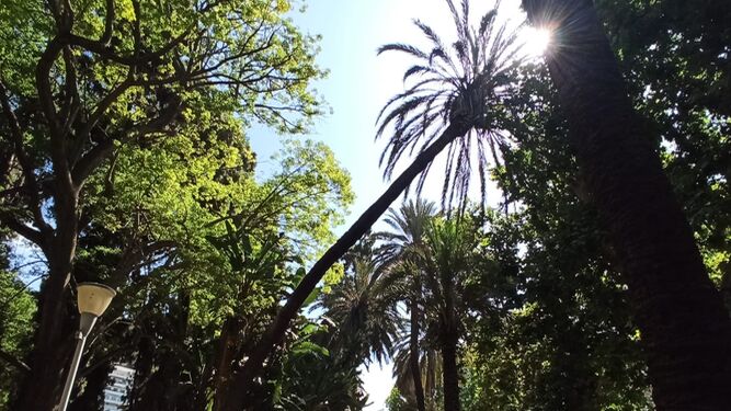 Una de las palmeras inclinadas por su altura y el peso de sus ramas en el Parque de Málaga