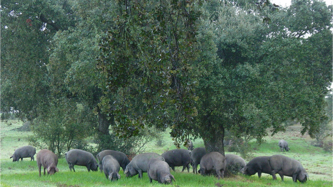 Cerdos ibéricos pastando en la dehesa durante la montanera.