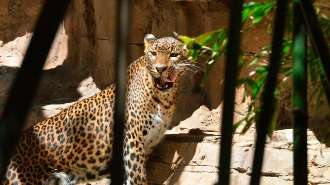 Toñi, el leopardo de Sri Lanka hembra de Bioparc Fuengirola