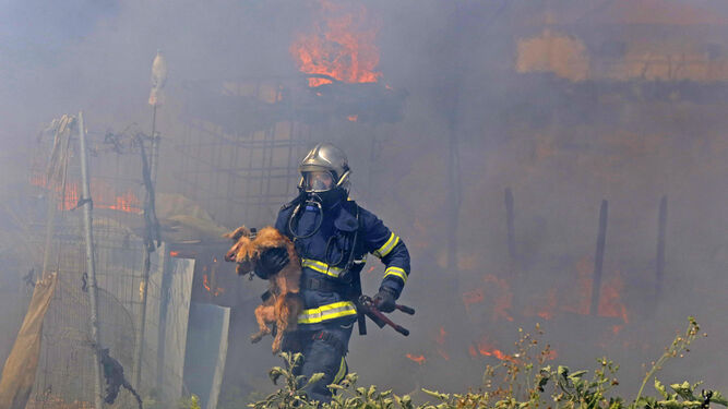 Un bombero rescata a un animal durante un incendio forestal.