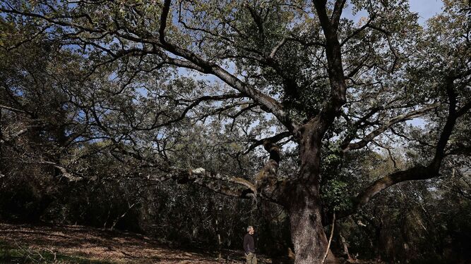 Árboles en la finca La Almoraima, en el Parque Natural de Los Alcornocales.