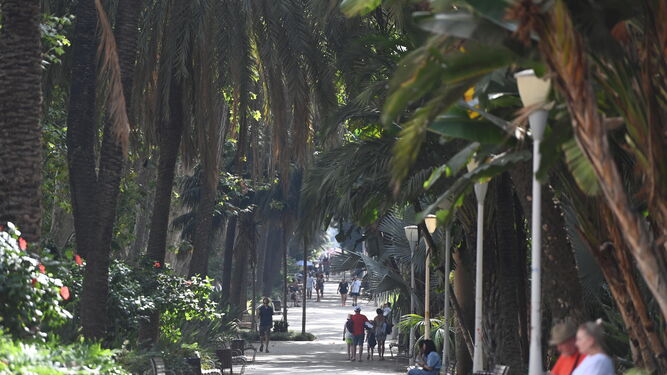 Arboleda del Paseo de los Curas, en la capital malagueña.