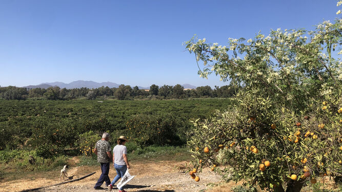 Campos de naranjos en el Valle del Guadalhorce.