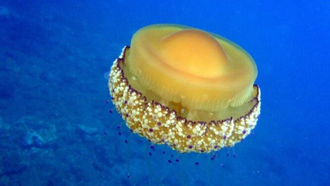 La medusa huevo frito vive en el mar Mediterráneo y, al contrario que otras especies, no es venenosa para el ser humano.