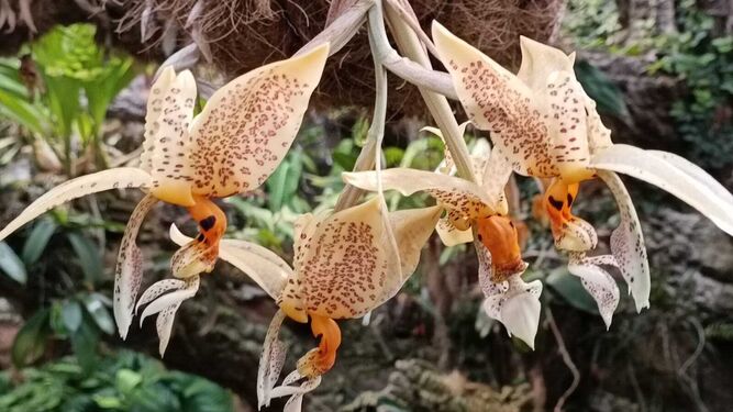 La orquídea de la especie ‘stanhopea oculata’, que ha florecido en el Orquidario de Estepona.
