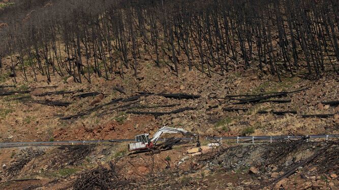 Trabajos de retirada de pinos quemados junto a la carretera de Peñas Blancas
