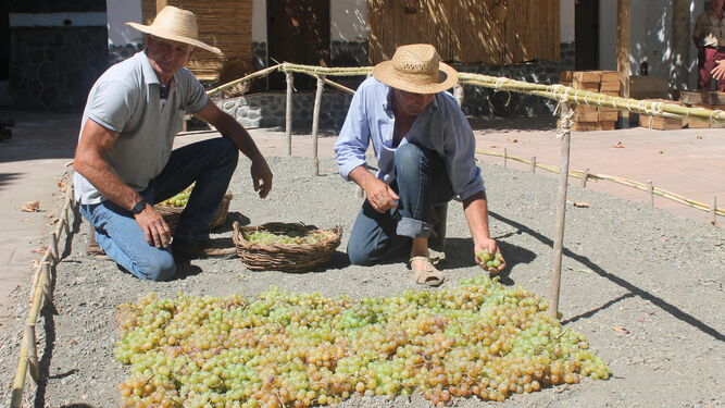 Habrá demostraciones de la vendimia y de la elaboración de la uva pasa.