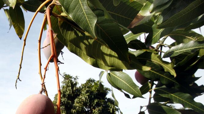 Cultivo de mangos en la Axarquía.