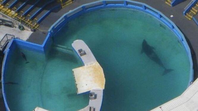 Los cuidadores de Lolita están "muy preocupados" por la salud de la orca