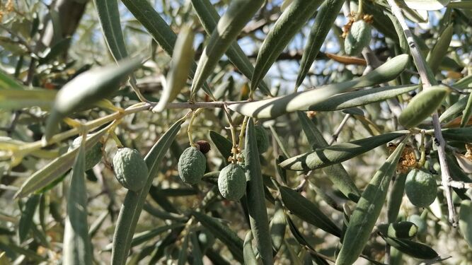 Estado del fruto en los olivares más afectados por la sequía este año.