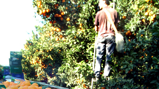 Recogida de naranjas en una finca de la provincia de Huelva.