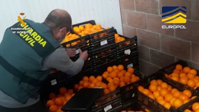 Naranjas intervenidas en una de las operaciones.