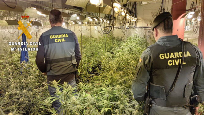 Plantaciones de marihuana desmanteladas por la Guardia Civil, en una imagen de archivo.
