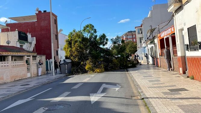 Árbol caído en la calle Bolivia, en Pedregalejo.