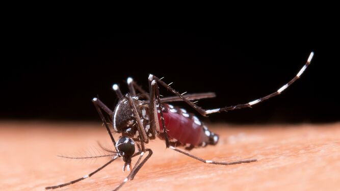 Brotes de dengue en Ibiza:  Estas son las consecuencias más graves de la infección