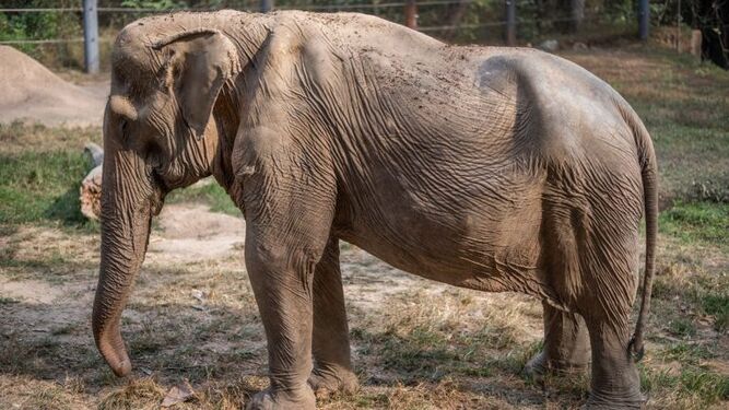 Así queda la espalda de un elefante después de cargar durante años a turistas en Tailandia