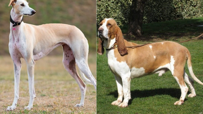 Razas de perros usados para la caza que han quedado fuera de la Nueva Ley de Bienestar Animal